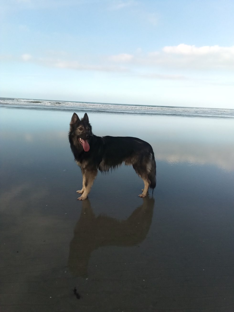 Gentil chien ?